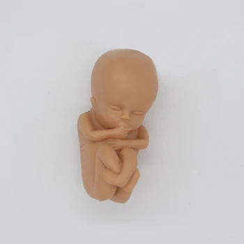 Bebé humano Figura Mini Muñecas de los Órganos de la Anatomía del Esqueleto de Enseñanza de Medicina Materno, el Feto DIY Juguetes